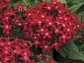 Red Pentas Flower Seeds for Planting - 100 pcs